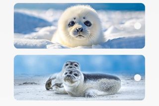 Obrázek z Záložka 3D s pravítkem 15,5 x 5,4cm - tuleň (25) 